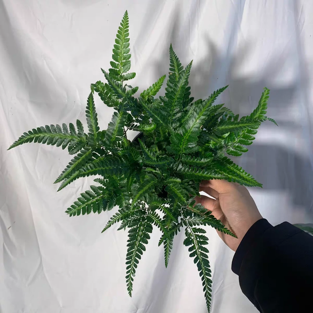 冬青蕨，室内养护绿植，蕨类好养护，喜湿度高