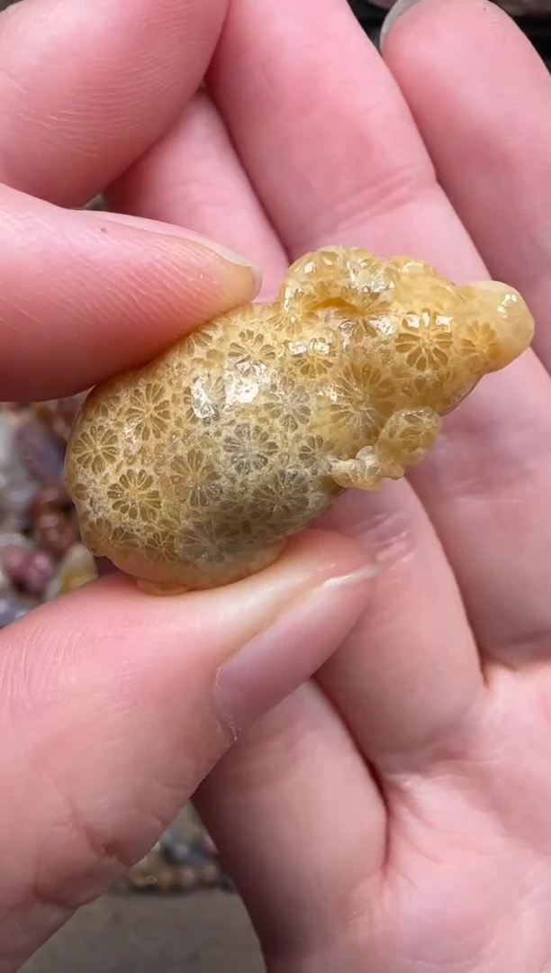 颈饰未镶嵌硅化珊瑚（珊瑚玉）125