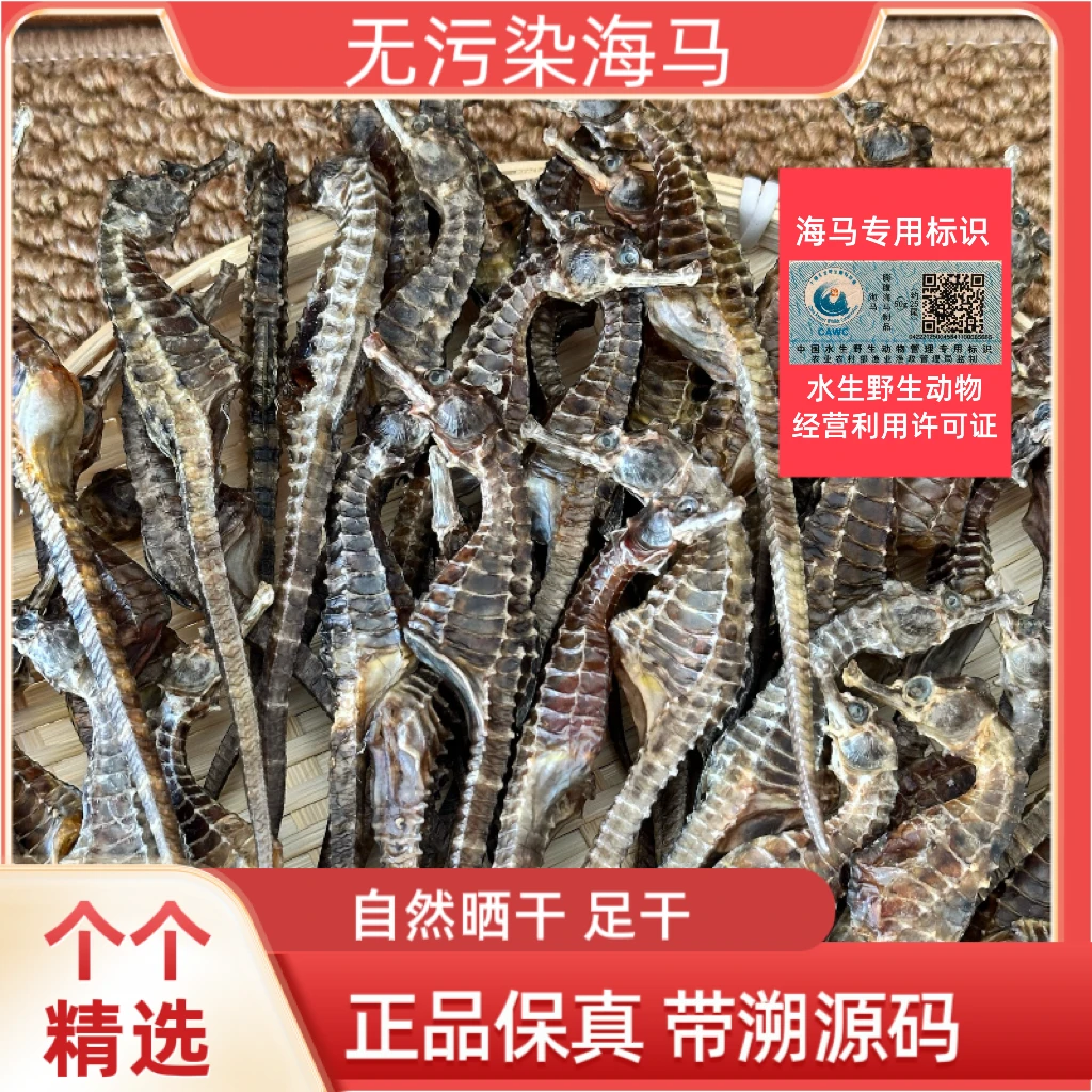 海干货海马自然晒干 可泡酒煲汤 带溯源码 大号规格