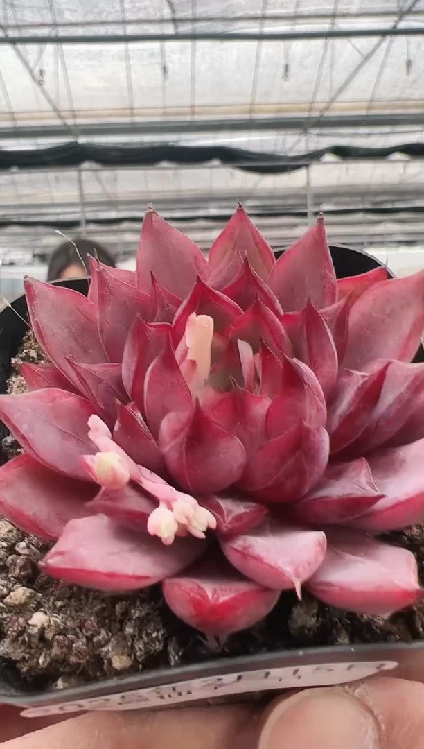 【闪购商品】紫霞仙子-11