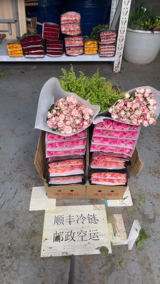 朱小姐20枝+洛神20枝+折射10枝+黄莺