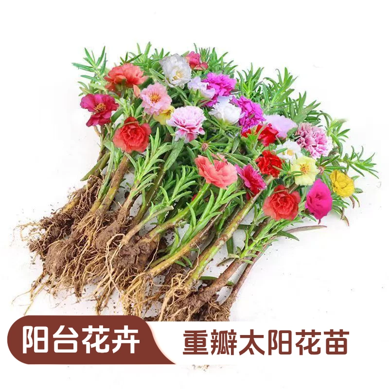 重瓣苗盆栽花卉花期室内绿植太阳花草绿植四季种网红花卉绿植特大