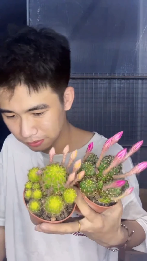 2颗 荷花 【品种 花苞不指定】