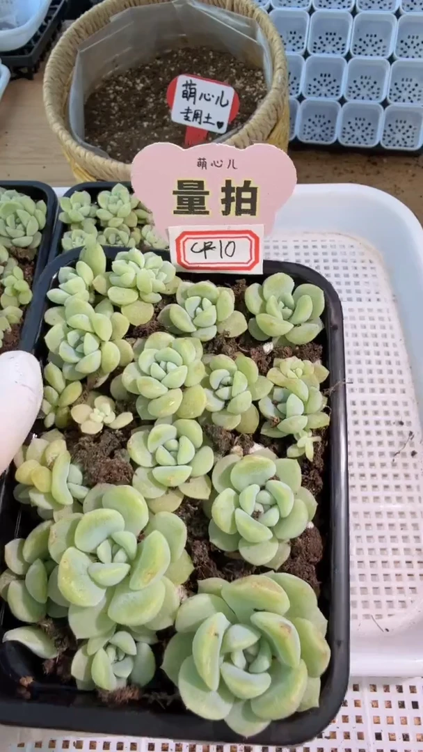CF10 切糕1盒 量拍混发