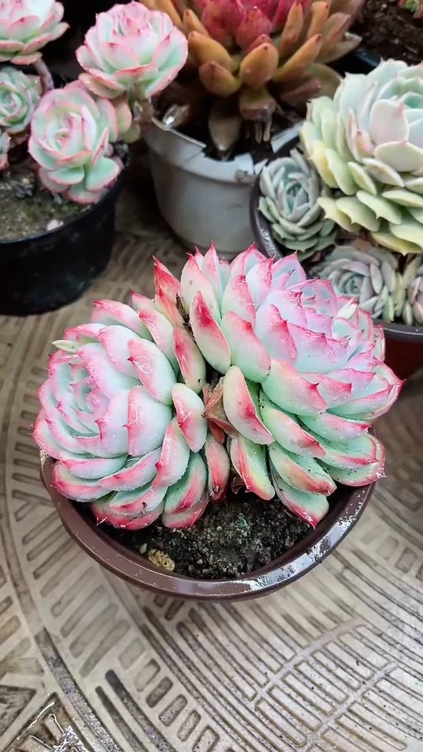 【闪购商品】15008