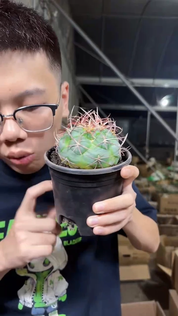 绯冠龙【带根】7-10cm