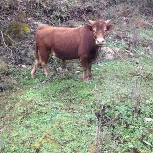 【改价】土黄牛 现场称重改价  顺丰冷链包邮