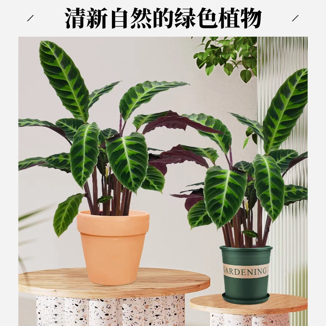 紫背天鹅绒竹芋室内观叶绿植盆栽耐阴好养净化空气