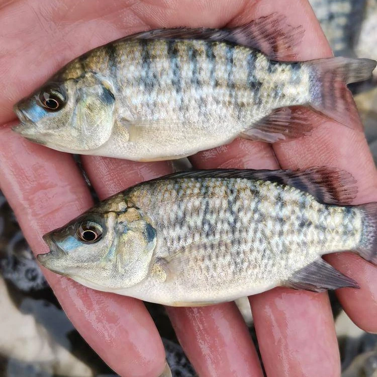 【活体】罗非鱼  3-6公分 淡水观赏