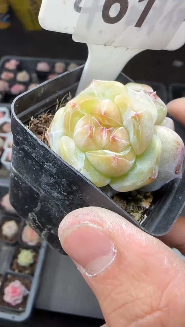 【闪购商品】一物一拍0213—61