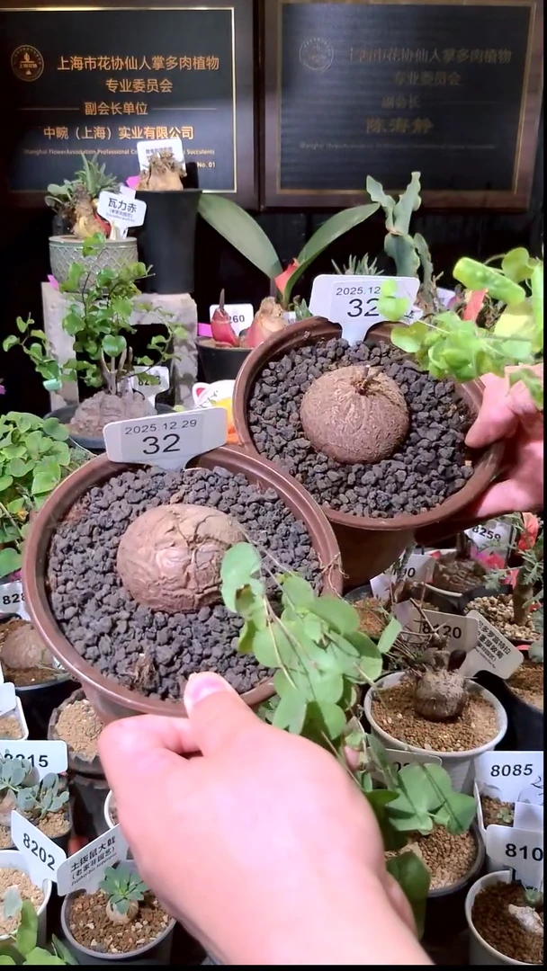 32号1229福利南非龟甲龙买一送一