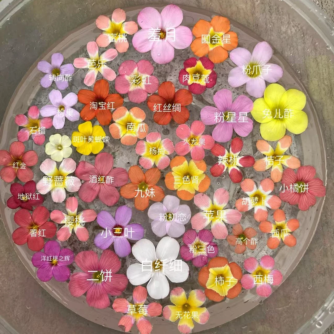 早花系列酢浆草盆苗耐寒好养活阳台花卉