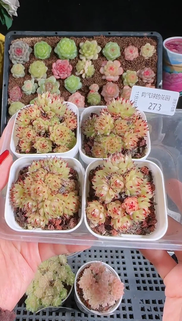 1124-273女巫量拍任意发一颗群生不包整