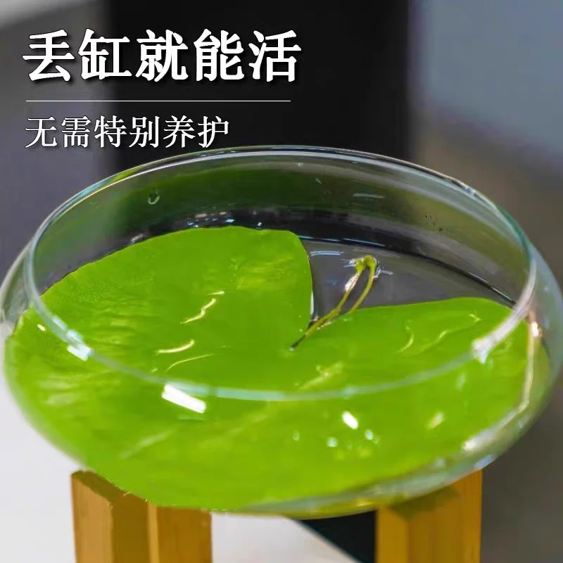 一叶莲水培水生水养植物鱼缸造景懒人草植物庭院浮萍荷花四季水草