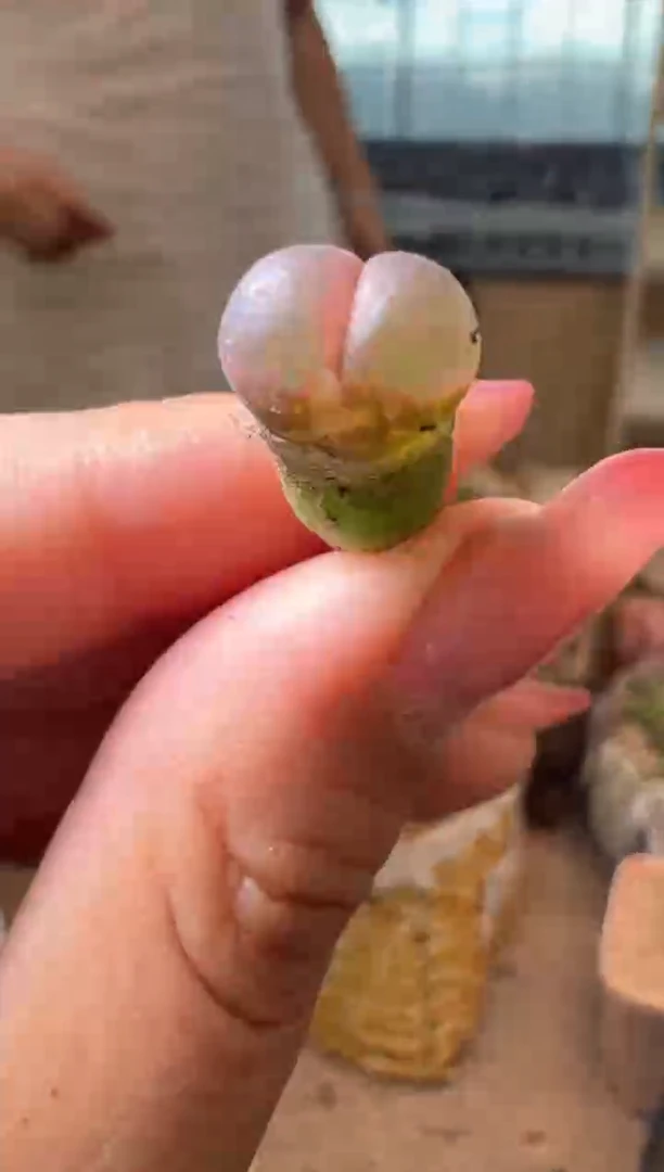 10-501多肉植物肉锥