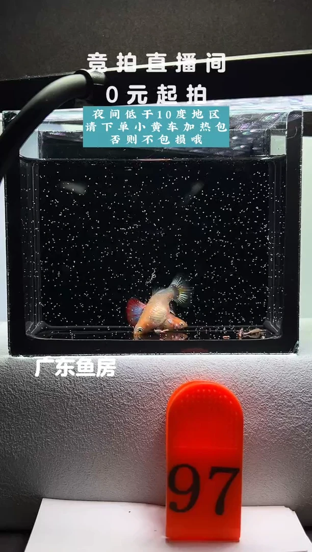 孔雀鱼孔雀鱼球体一对编号97