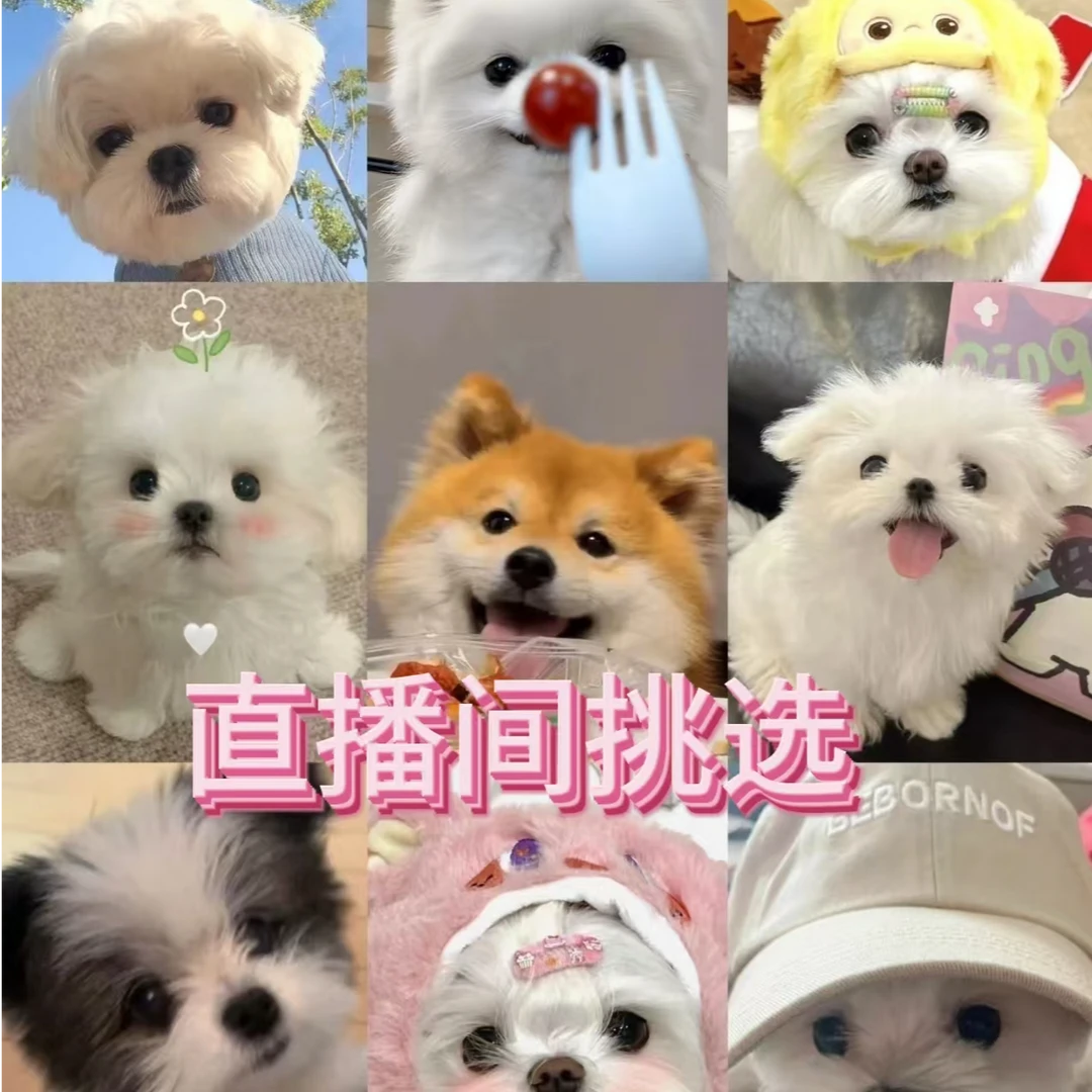 直播间挑选宠物活体幼犬