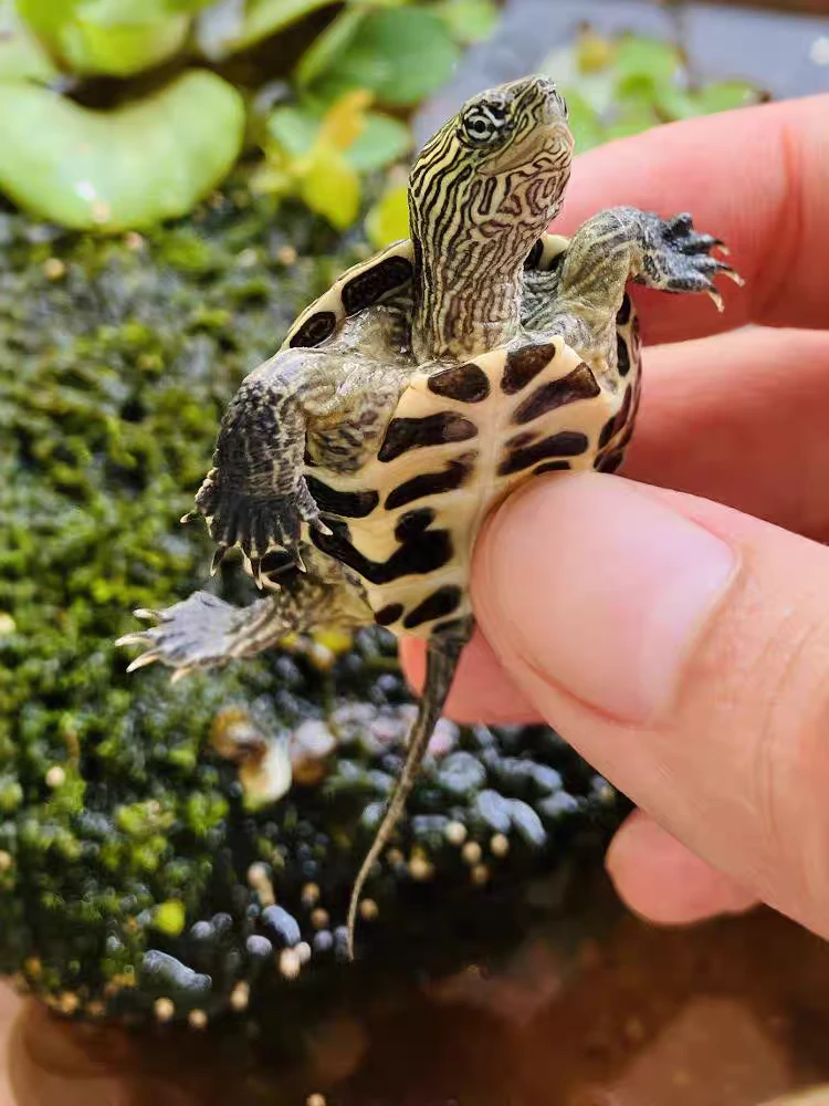 观赏小草龟，互动性好，好养快大