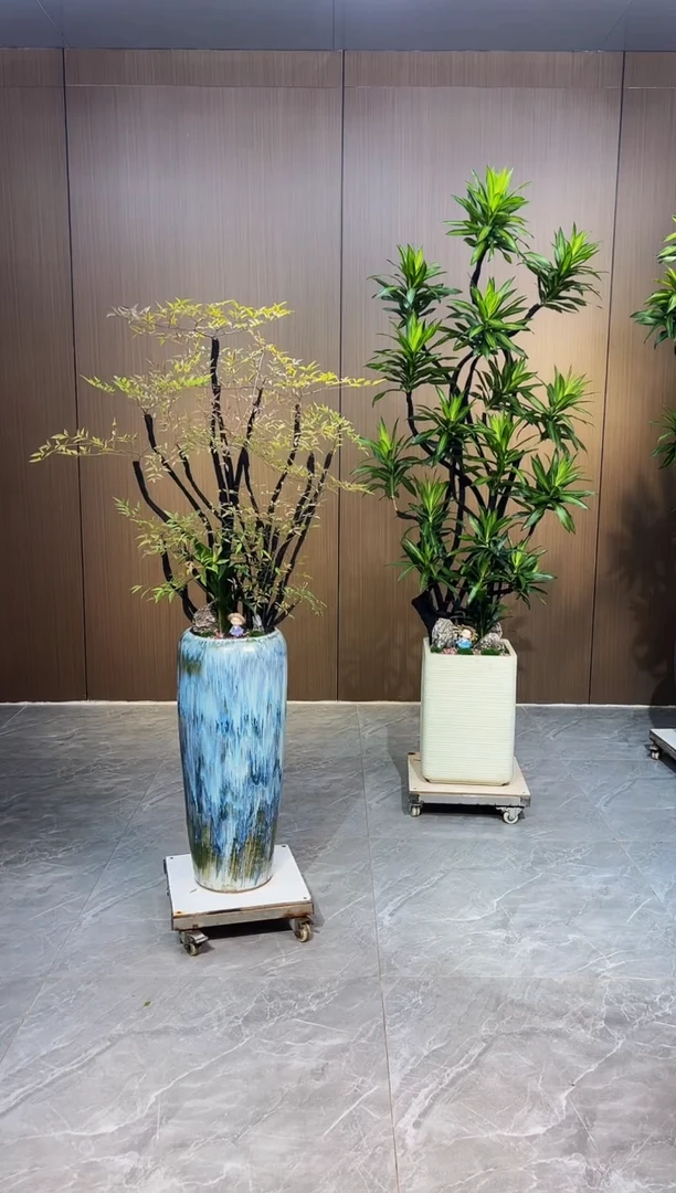 无花朵挖**赁洒金榕