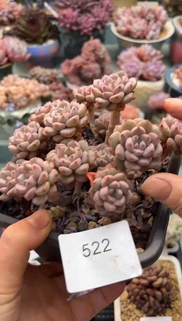 522群生粉布偶多肉