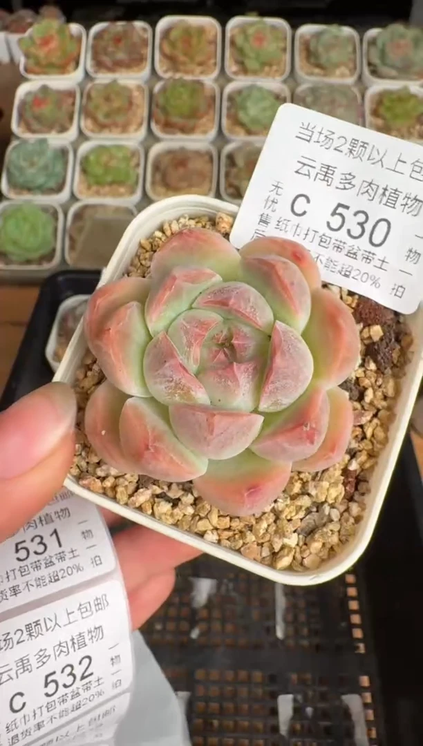 530带盆土发(6.5cm杯）一物一拍 珍妮多肉