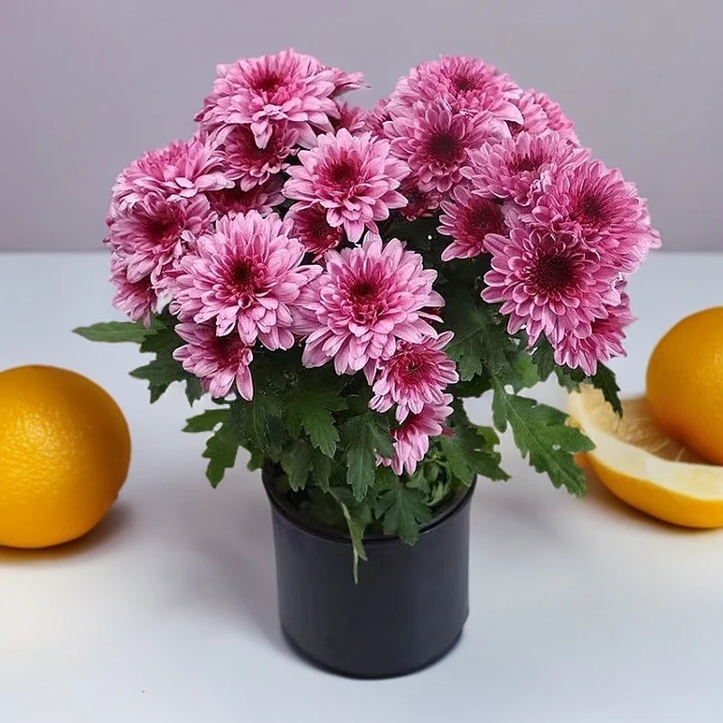 粉色 四季荷兰菊 带花苞发货