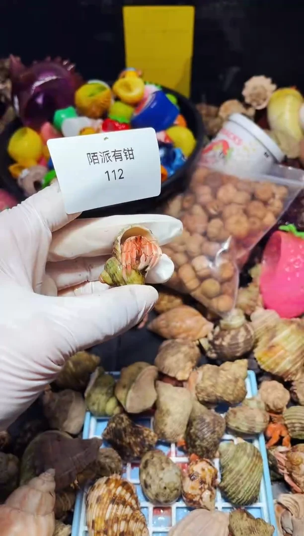 陌派有钳寄居蟹112