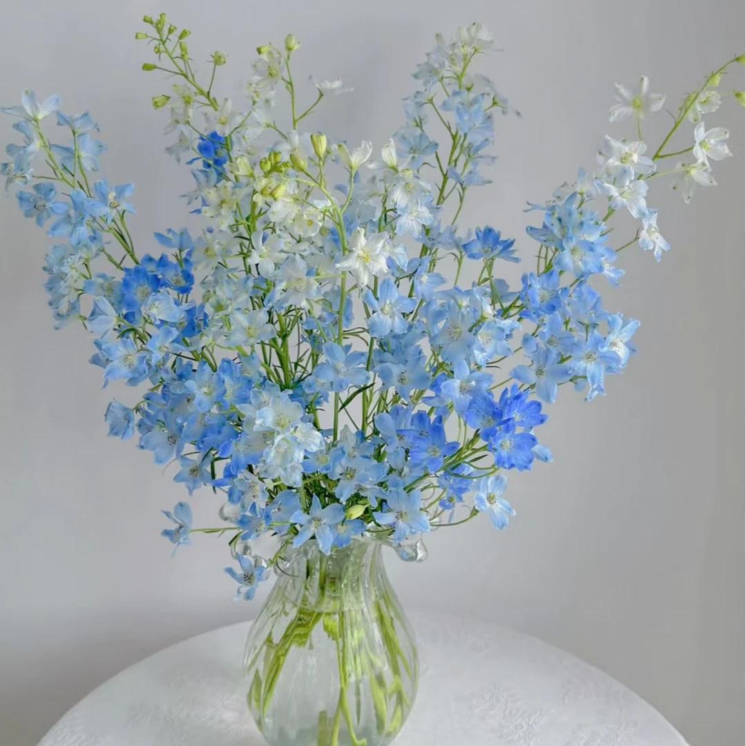 【花汀私享】小飞燕（深蓝 浅蓝）-草花