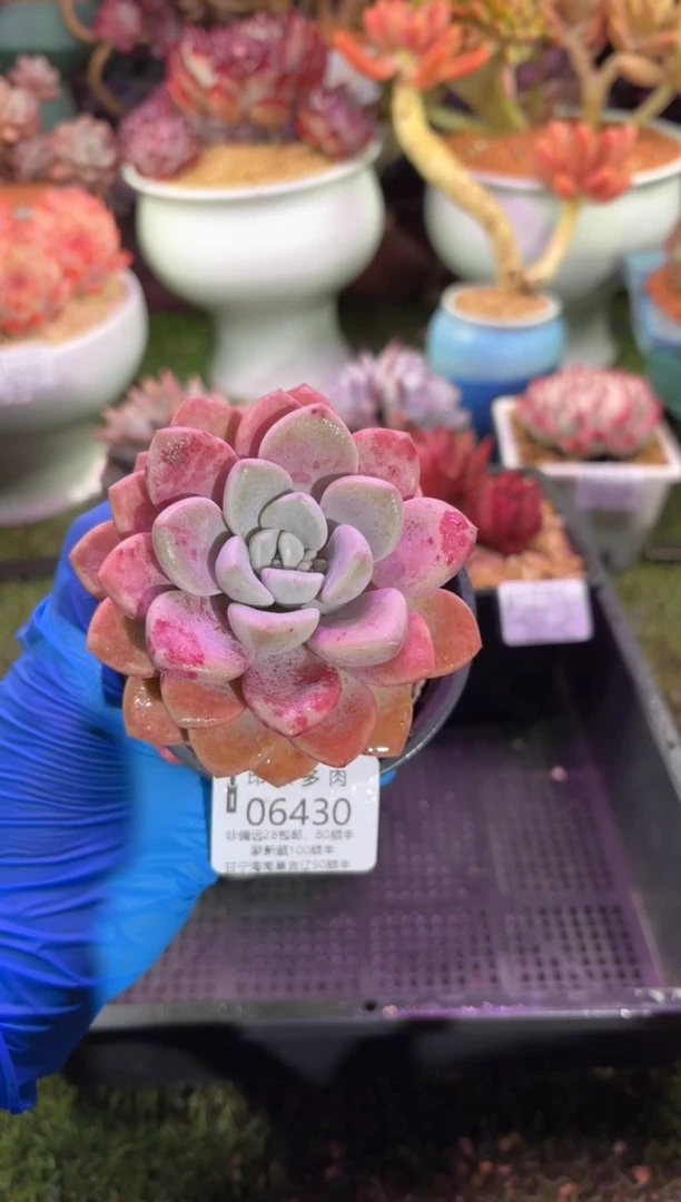 【闪购商品】06430