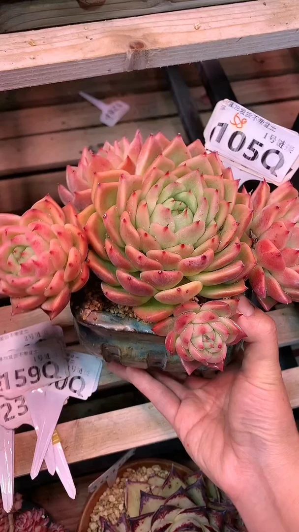 【闪购商品】105QQQ