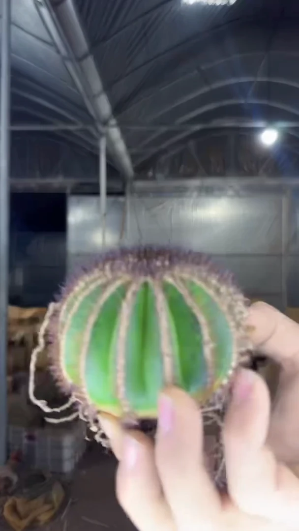 6-8cm 优博球【脱土带盆】