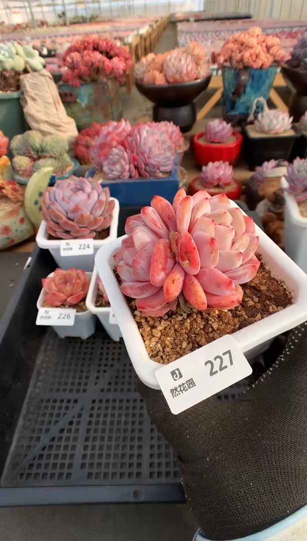 【闪购商品】227雪天使石化一物一拍