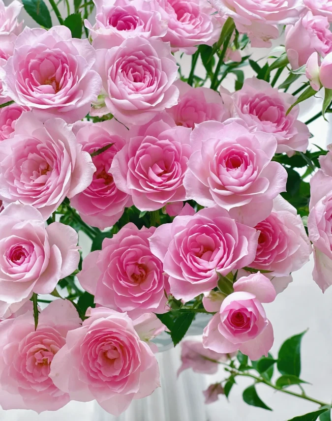 【玫瑰】完美甜蜜 任拍三单及以上包顺空鲜切花10支装%20不售后