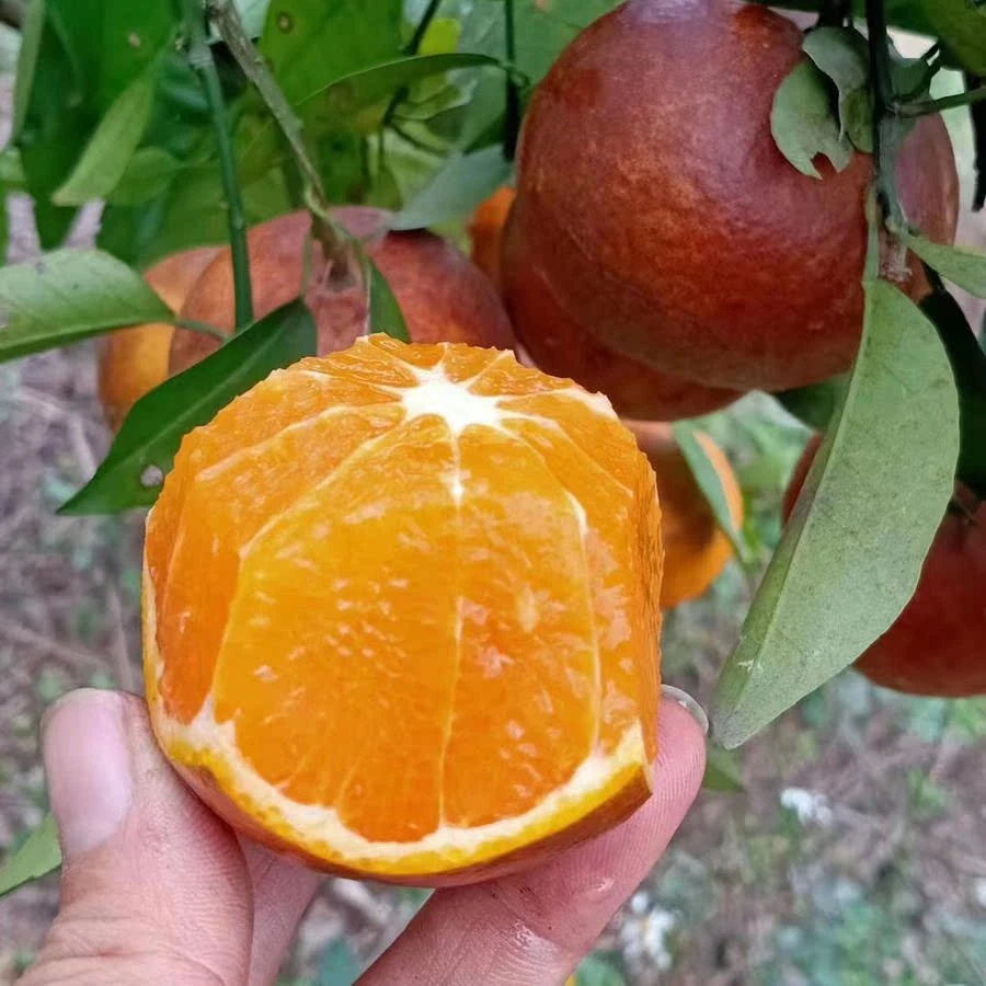 新鲜广西武鸣沃柑 黑皮沃柑 乌柑 乌漆嘛黑柑花皮沃柑 5斤9斤包邮