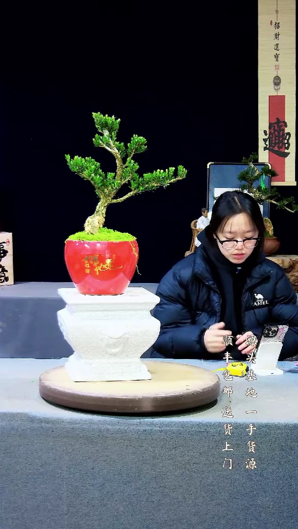 【闪购商品】雀舌黄杨盆景雀舌黄杨盆景