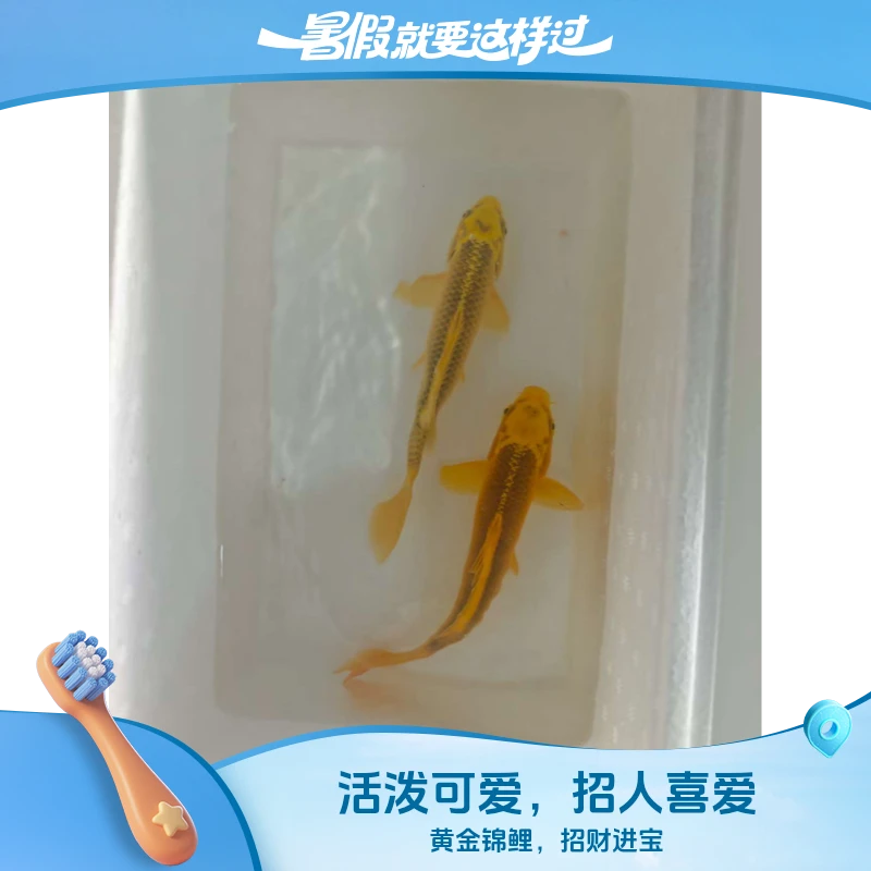 101-200渔场直销红白三色黑黄白锦鲤