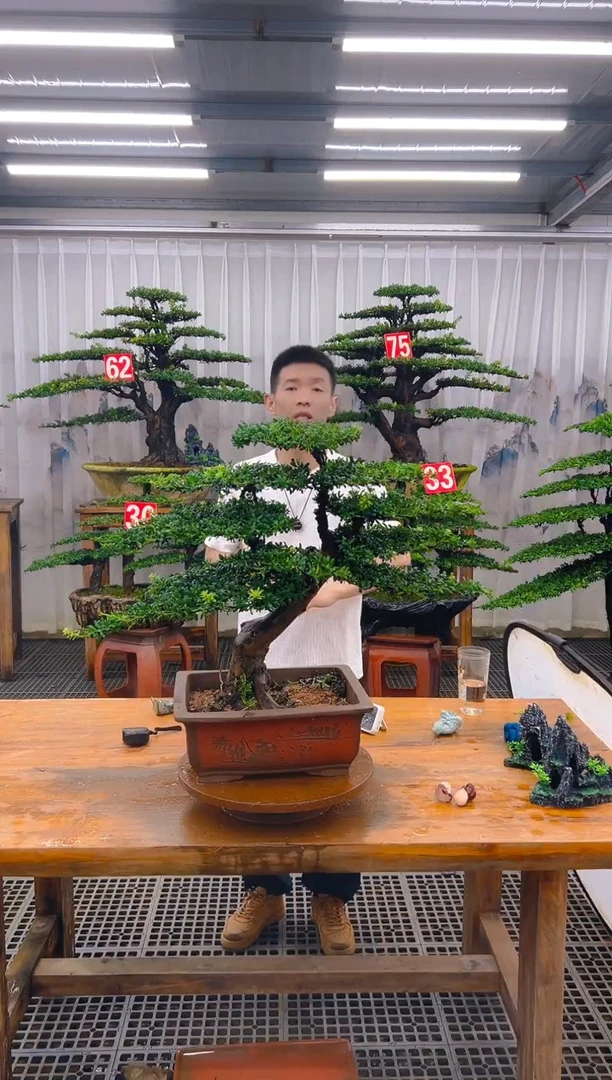 无花朵精品盆景直播间一物一拍