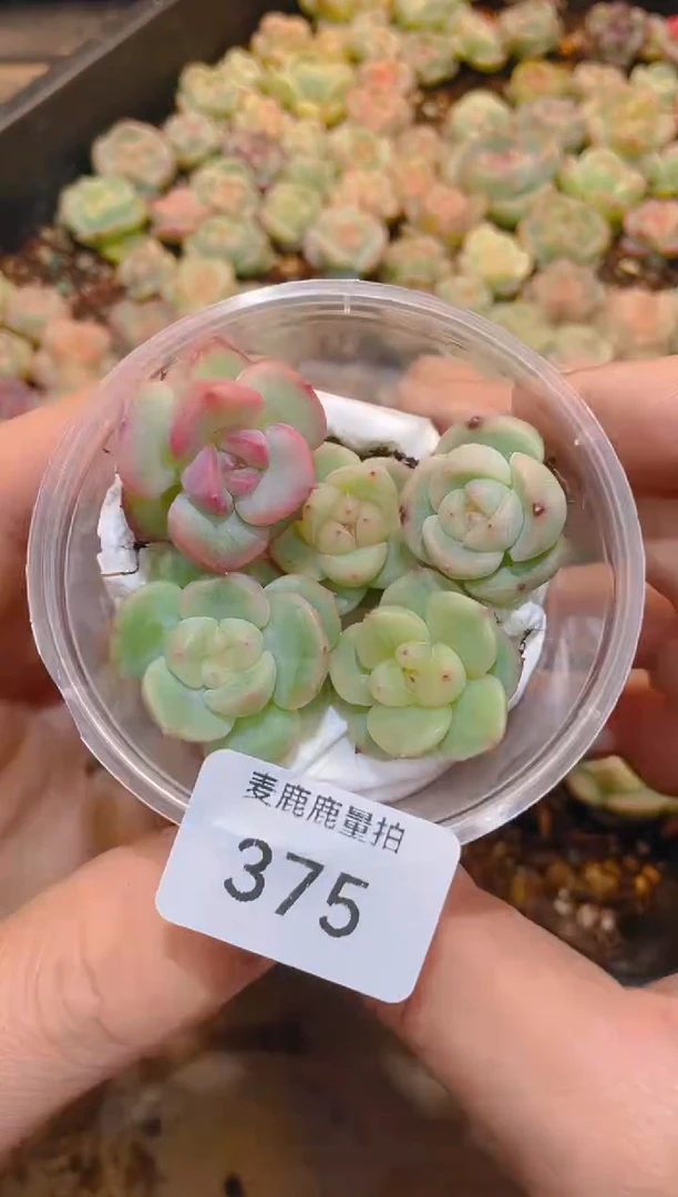 375霸道珍妮状态