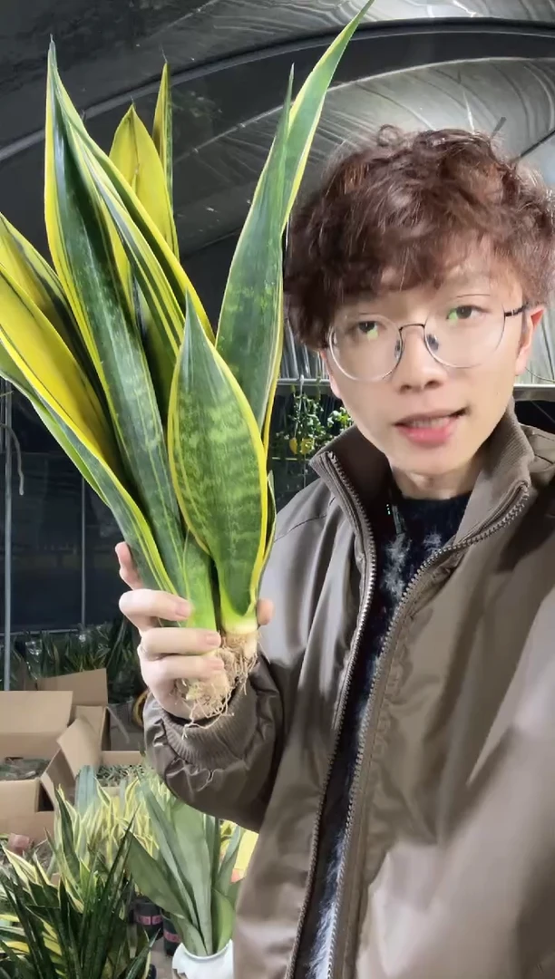 【闪购商品】黄金兰裸根3棵18.8不包断尖