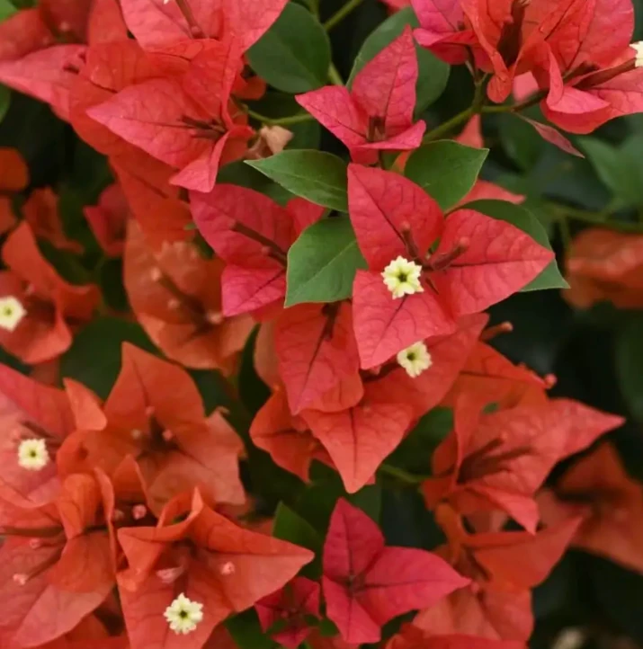 米罗 三角梅 不带花 不带盆