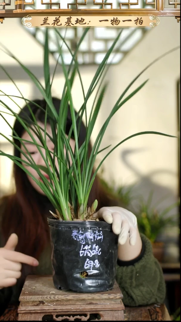 完全开放春剑梅瓣63苗6花苞