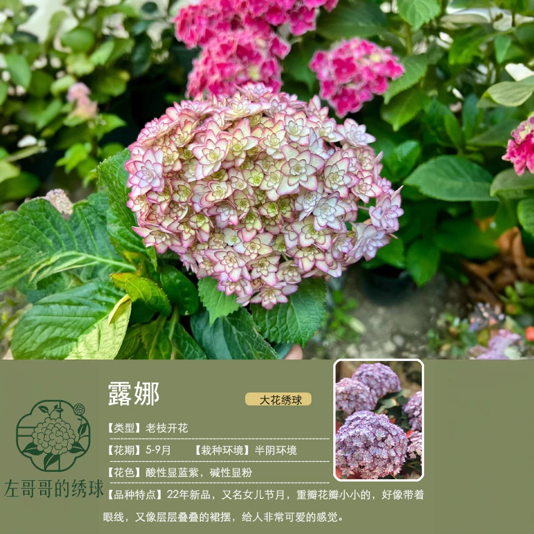 【花边色系列】露娜、白莱昂绣球花苗绣球小苗大花绣球重瓣绣球苗