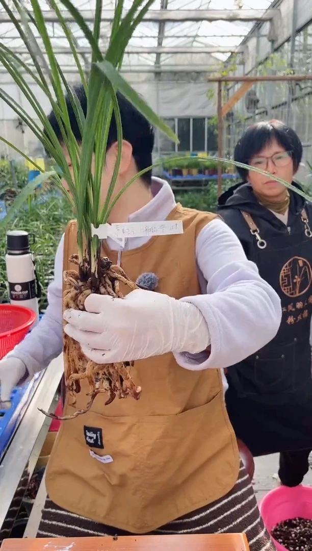当前无花朵，栽培后可花朵藿**气新极品，，，藿香正气