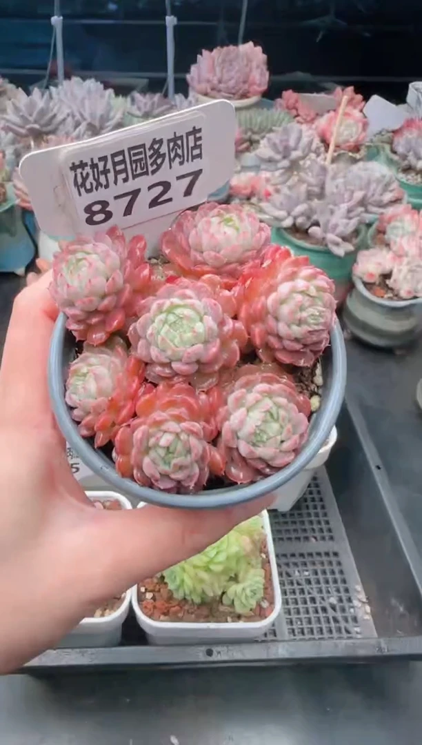 【闪购商品】8727.