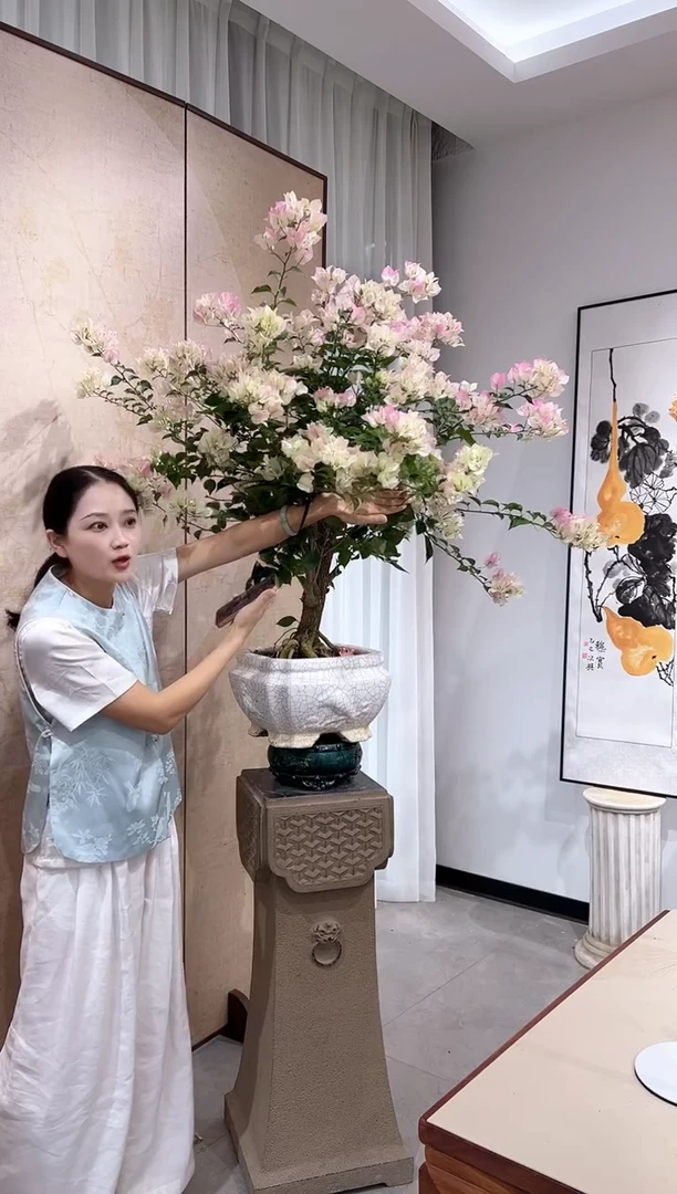 全部花朵懂**懂三角梅老桩盆景