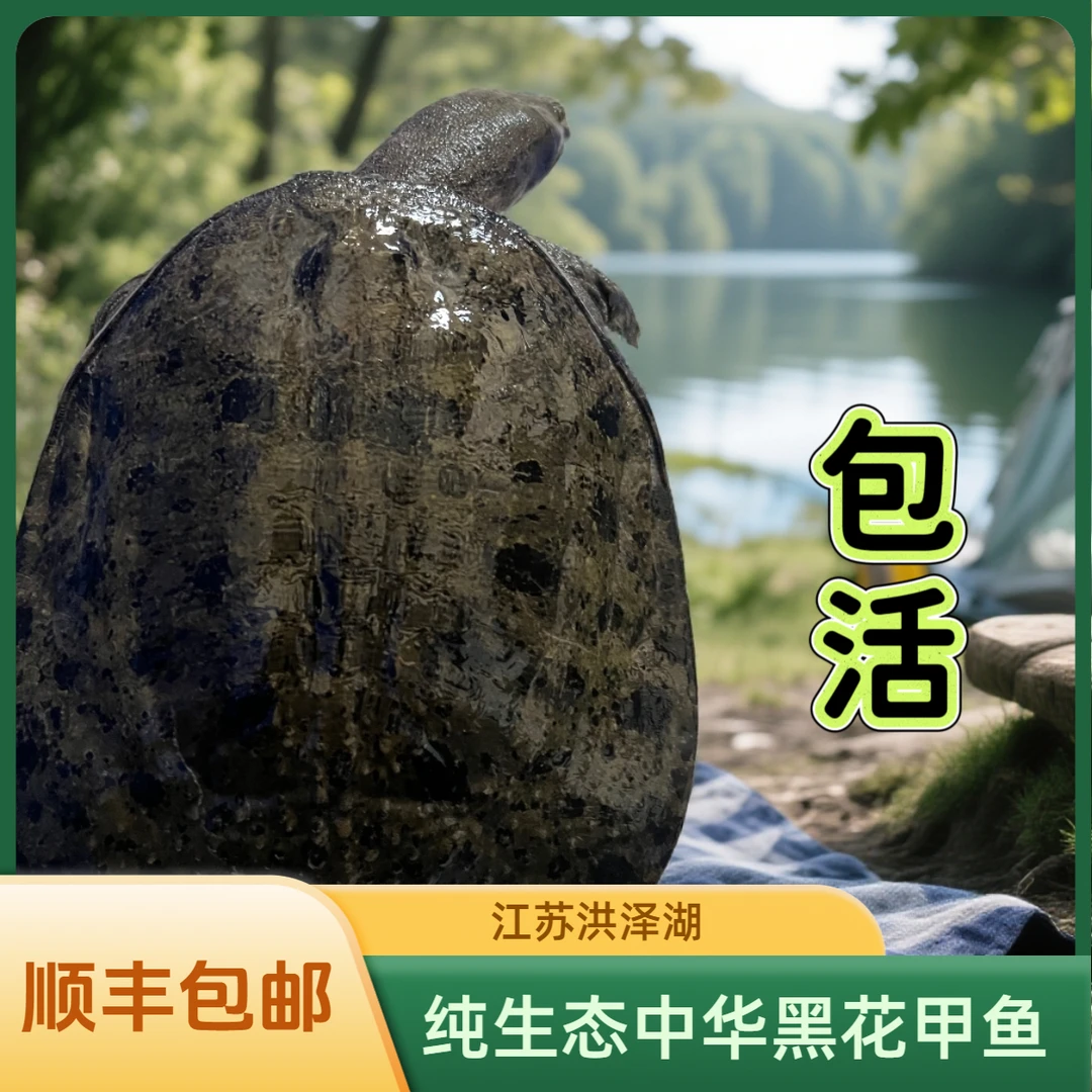中华黑花甲鱼 现挑现选  一物一拍 新鲜外塘野养生态老鳖产地直发