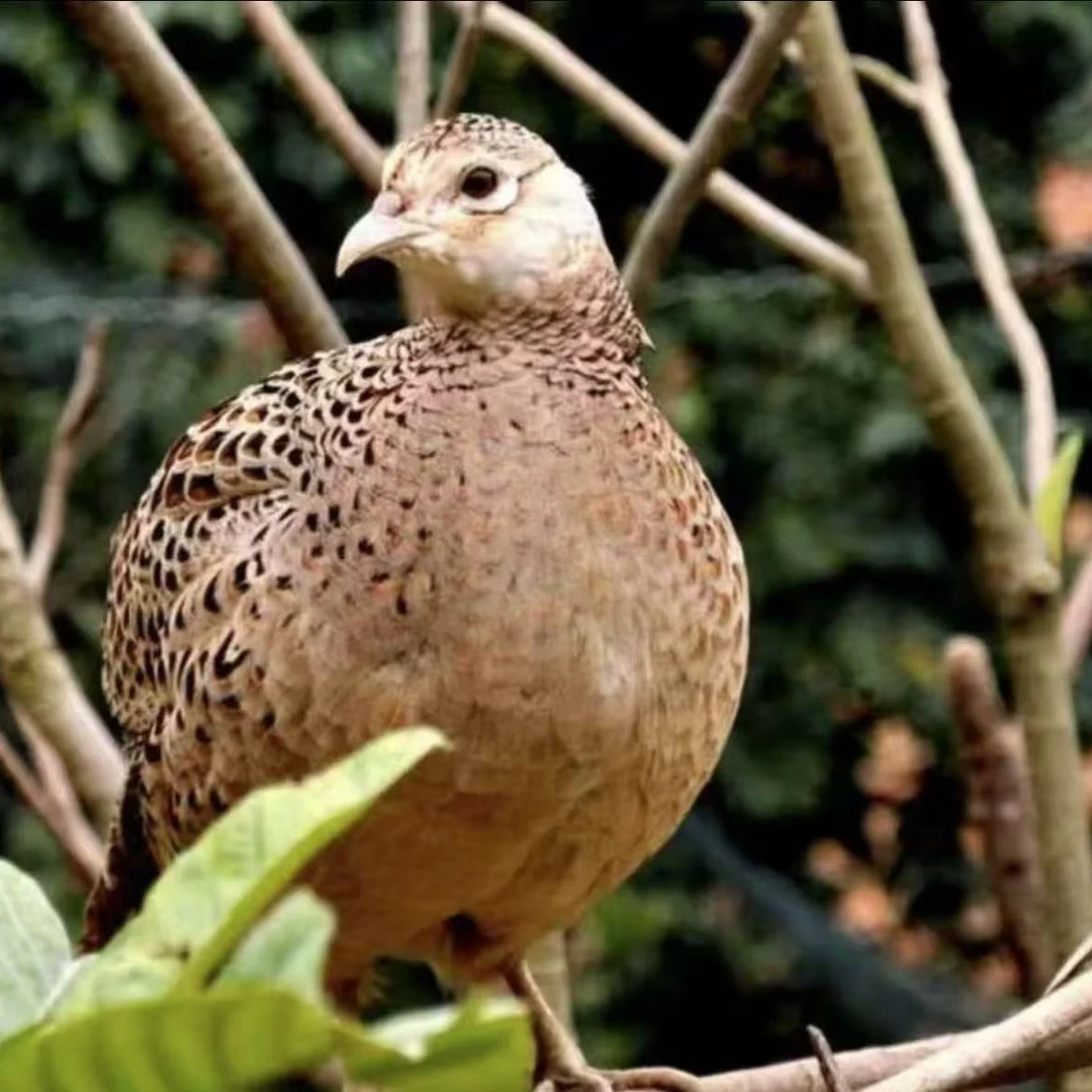 2只母 活山鸡 可养殖 下蛋 包活到家包邮 宠物鸡