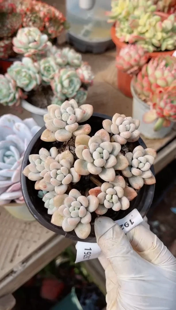 【闪购商品】19286多肉