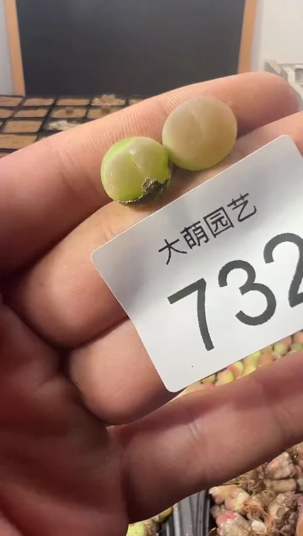 一物一拍           --732