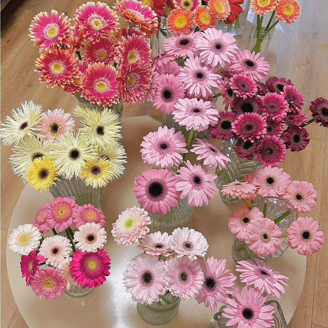 【非洲菊AK】随机色20枝 基地直发 | 全场鲜花任意两单包邮